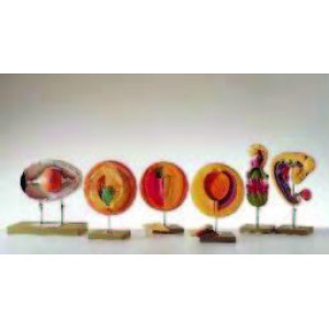 Chick Embryo Development Model Set